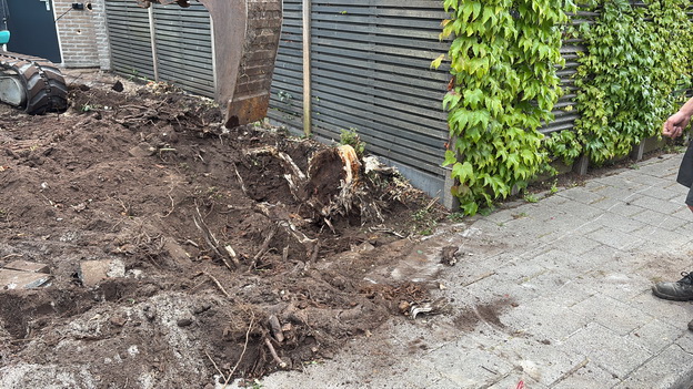 Tuin